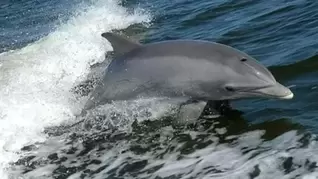 Dolphin Tours in Savannah, GA